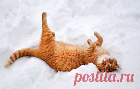Обои зима, кошка, кот, снег, природа, лапы, рыжий, лежит картинки на рабочий стол, раздел кошки - скачать