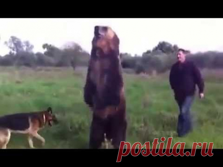 Бесстрашный русский играет с медведем