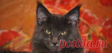 Чем кормить кошку и о многом другом - Питомник мейн кунов sarmatcoon!