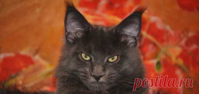 Чем кормить кошку и о многом другом - Питомник мейн кунов sarmatcoon!