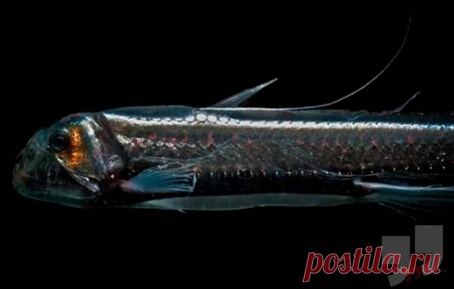 Самые необычные глубоководные животные (ТОП-15) + Фото