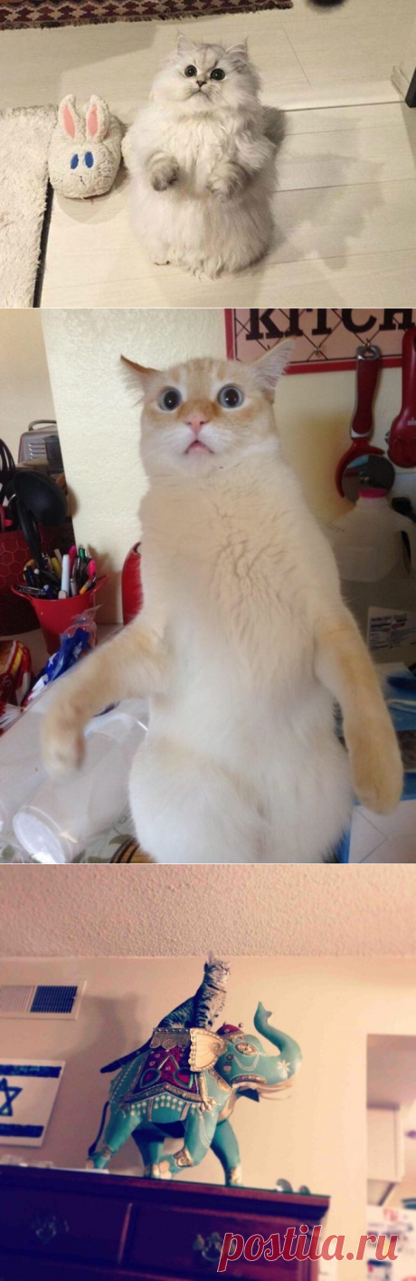 Коты, которые родились, чтобы прославиться