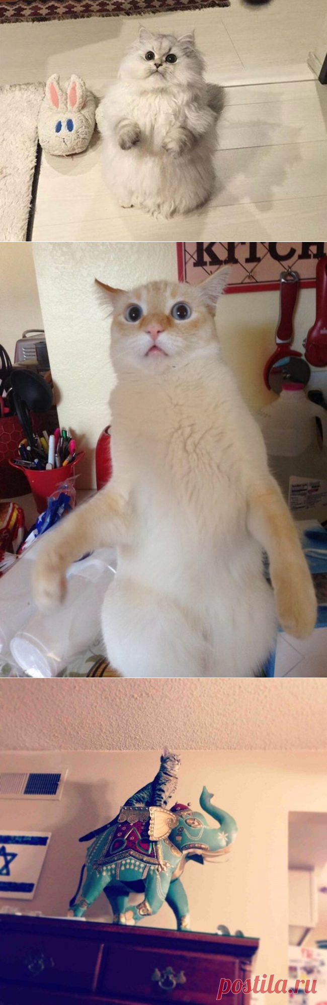 Коты, которые родились, чтобы прославиться