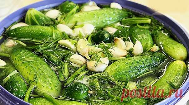 Топ-10 лучших рецептов очень вкусных малосольных огурцов

I. Очень вкусные малосольные огурчики с хреном!

Ингредиенты на 5 л.: 
5 кг огурцов
50 г корня хрена
5 дубовых листьев
4 смородиновых листа
1 пучок укропа с зонтиками
2 головки чеснока
3 веточки тархуна
6 ст. л. соли

Приготовление:

Время готовки - 72 ч

1. Замочите огурцы в холодной воде на 2 ч. Воду слейте, огурцы тщательно промойте и обрежьте с двух концов. Хрен очистите и нарежьте тонкими кружочками.

2. На дно...