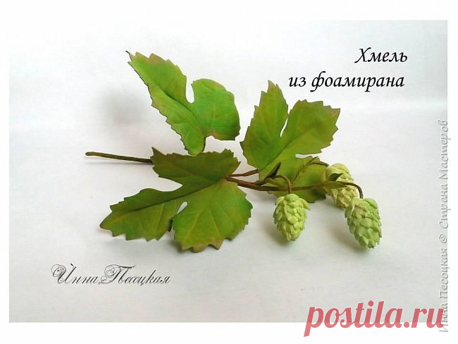 Хмель