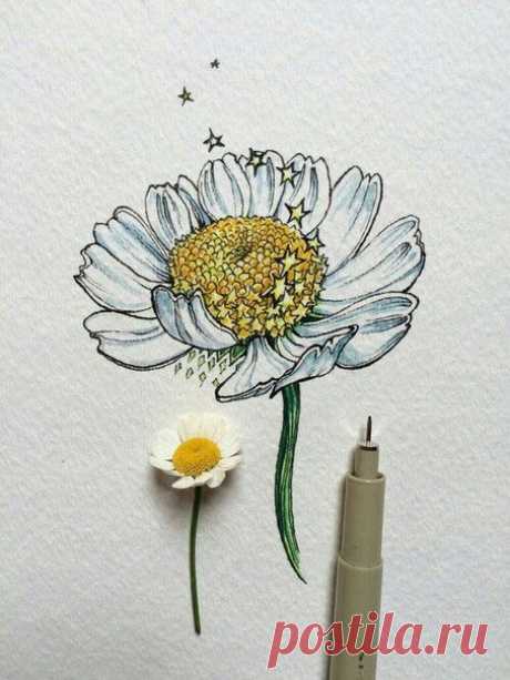 Кто любит ромашки? 🌼