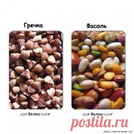 Содержание белка в продуктах