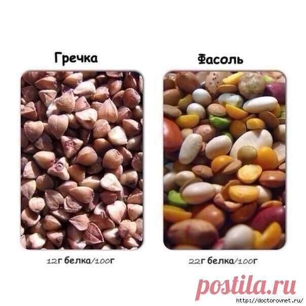 Содержание белка в продуктах