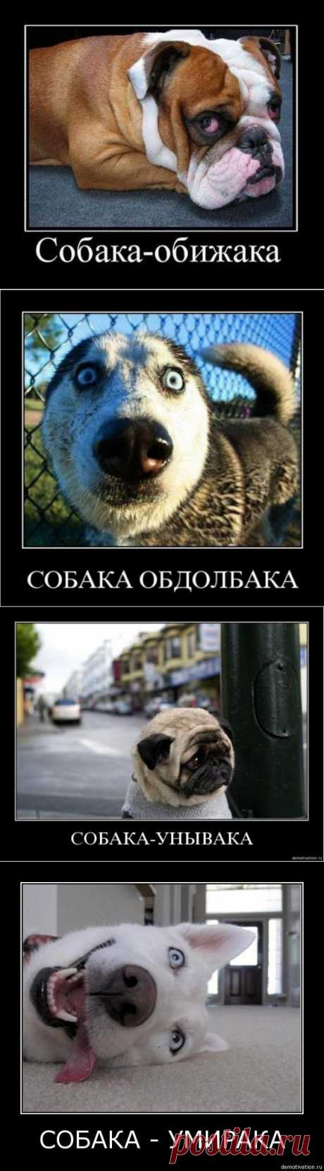 Собака-охреневака. Собака-подозревака. А у вас какая АКА? :-) | ГавПост