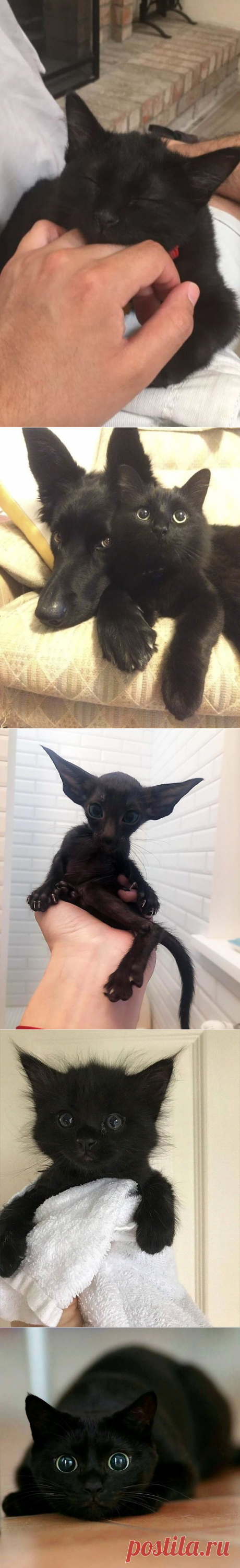 40 Wholesome Pics Of Black Cats To Show They Have Nothing To Do With Bad Luck | Bored Panda