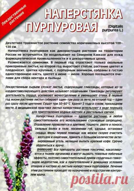 Наперстянка пурпуровая