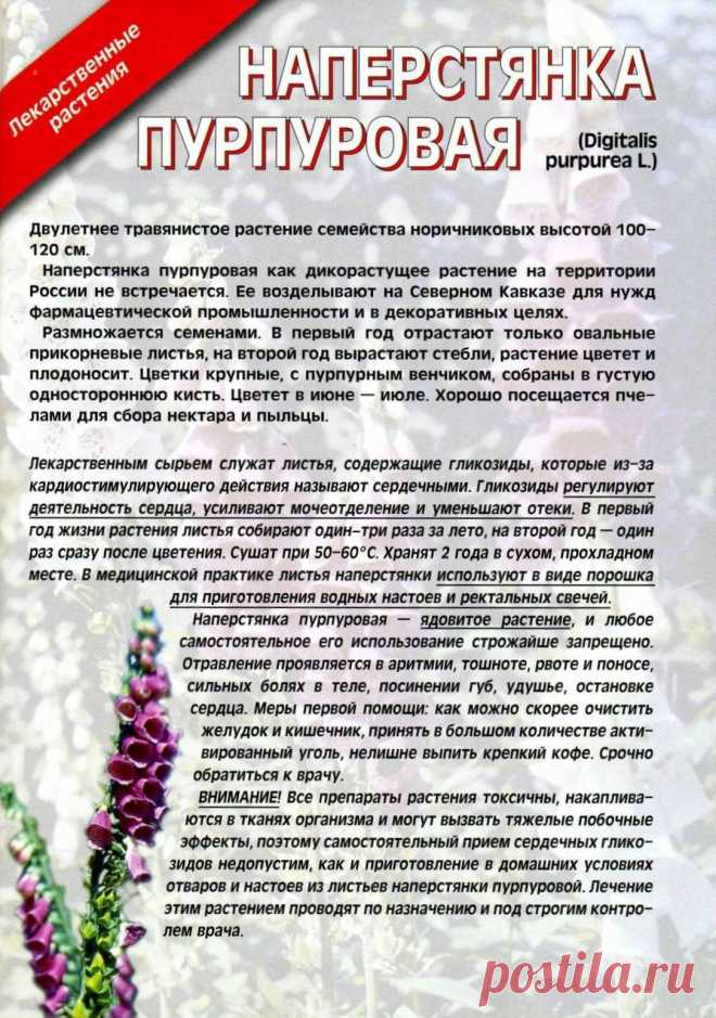 Наперстянка пурпуровая