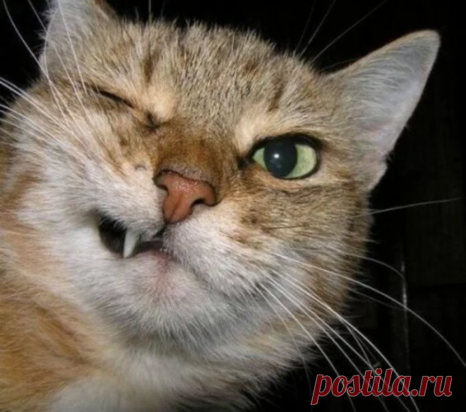 Тяжёлая дума на мохнатой мосе: Как коты наказывают непослушных людей (+ смешные фото) | Лариса Кречетова | Яндекс Дзен