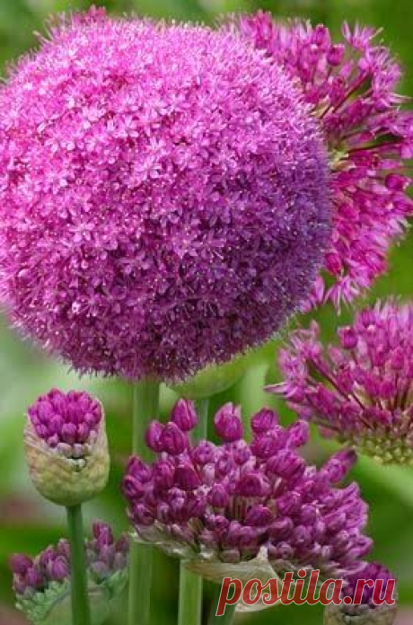 (94) Pinterest • Всемирный каталог идей