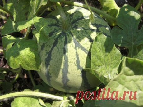 Мой огород - Арбуз Дыня Лагенария 07.08.14г.