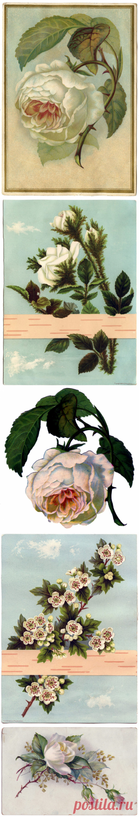 9 Изображений Белой Розы-Старинные Цветы! - Графика Сказочная