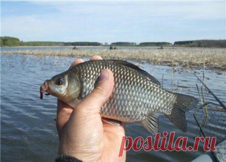 Ловля карася на крупных и глубоких вод / Богатая добыча