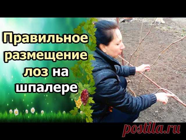 ВИНОГРАД ВЕСНОЙ. РАЗМЕЩЕНИЕ ЛОЗ НА ШПАЛЕРЕ.