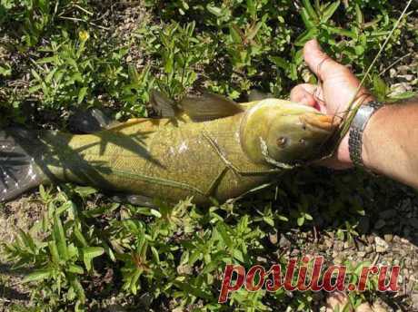 линя осенью — на что клюет эта рыба | НА РЫБАЛКУ !!!!