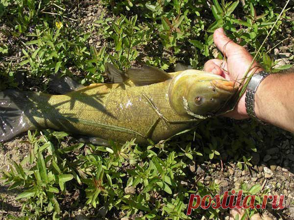 линя осенью — на что клюет эта рыба | НА РЫБАЛКУ !!!!