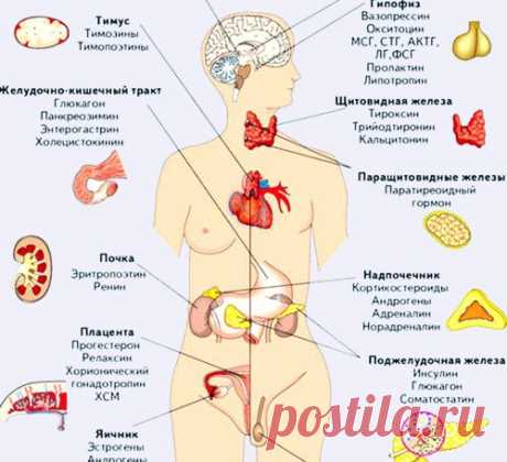 Омоложение эндокринной системы — это ВАЖНО знать! 

Профессор Александр Богомолец говорит: «Продление молодости и долголетие во многом зависят от состояния нашей психики». 

Организм человека — это великолепная самообновляющаяся система, но даже она не может нормально функционировать, не имея нужных материалов.