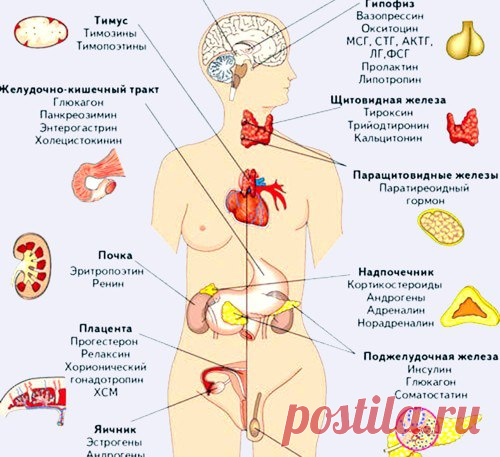 Омоложение эндокринной системы — это ВАЖНО знать! 

Профессор Александр Богомолец говорит: «Продление молодости и долголетие во многом зависят от состояния нашей психики». 

Организм человека — это великолепная самообновляющаяся система, но даже она не может нормально функционировать, не имея нужных материалов.