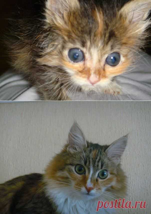 Свою кроху нашла в другой стране. Посмотрите, какая прелесть выросла! | Все о наших питомцах