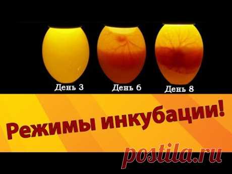 СЕКРЕТЫ ИНКУБАЦИИ ЯИЦ! Режимы инкубации куриных яиц. Температура и влажность в инкубаторе