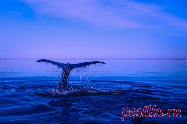 На Гавайях спасли самку горбатого кита, застрявшую в мусоре: видео