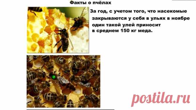 Так ли полезен мёд