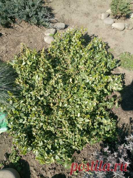 Бересклет Форчуна «Солнечное пятно» (Euonymus fortunei «Sunspot»)