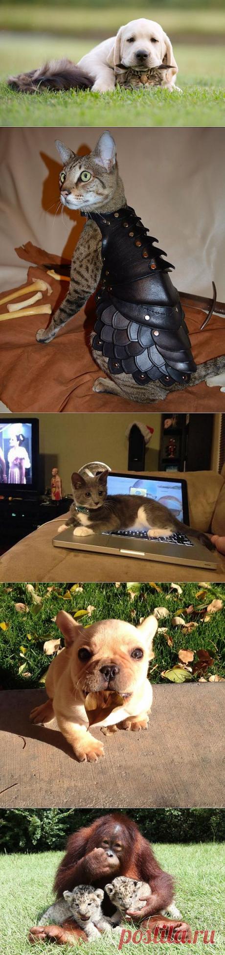 Фото животных и насекомых