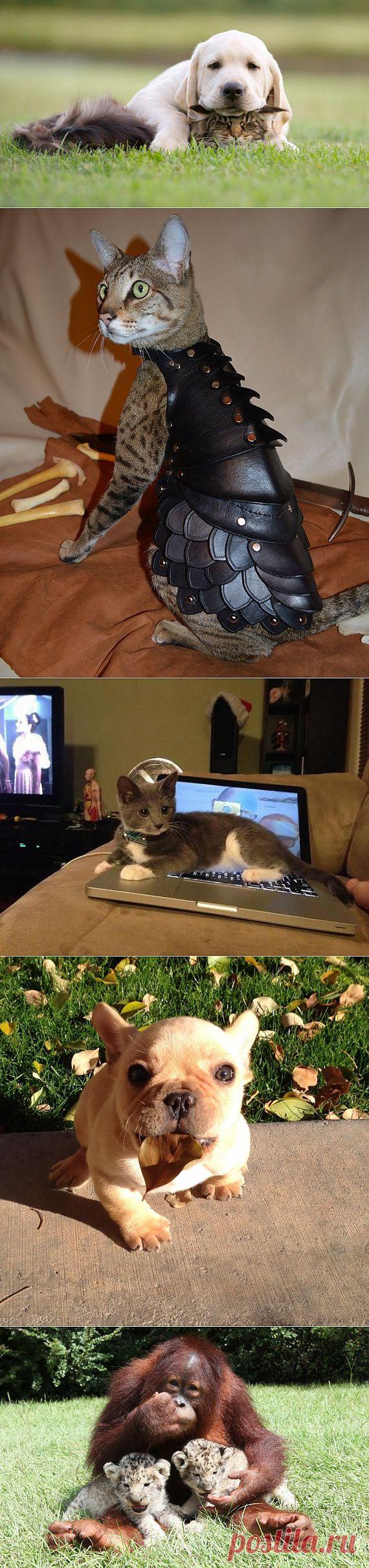 Фото животных и насекомых