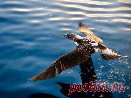 Необычная птица голубоногая олуша