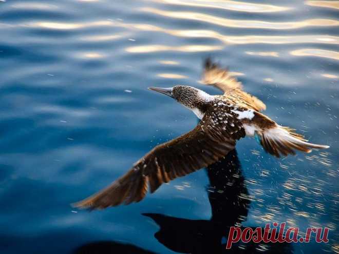 Необычная птица голубоногая олуша