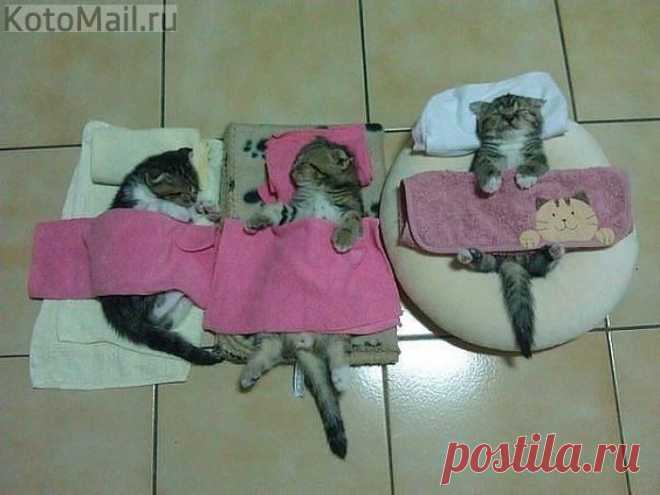 Котята вместо кукол