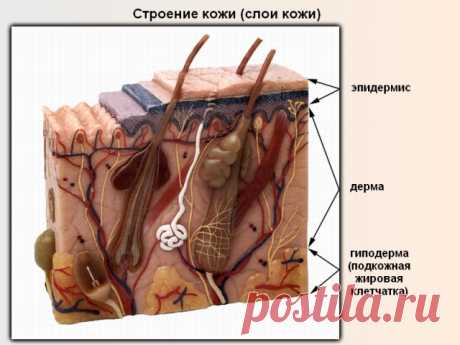 50 удивительных фактов о вашей коже