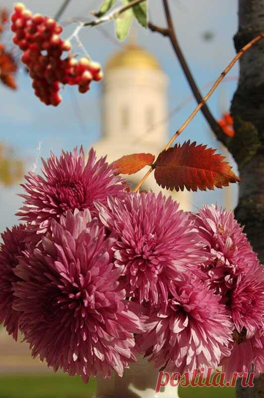 Марина ЦВЕТАЕВА АВГУСТ-АСТРЫ...

Август — астры, 
Август — звезды, 
Август — грозди 
Винограда и рябины 
Ржавой — август! 
Полновесным, благосклонным 
Яблоком своим имперским, 
Как дитя, играешь, август. 
Как ладонью, гладишь сердце 
Именем своим имперским: 
Август!- Сердце! 
Месяц поздних поцелуев, 
Поздних роз и молний поздних! 
Ливней звездных — 
Август!- Месяц 
Ливней звездных!
