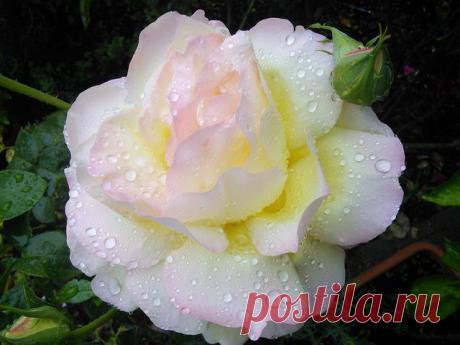 Королева сада или немного солнца во время зимы, кулинарный портал «Едим дома!»