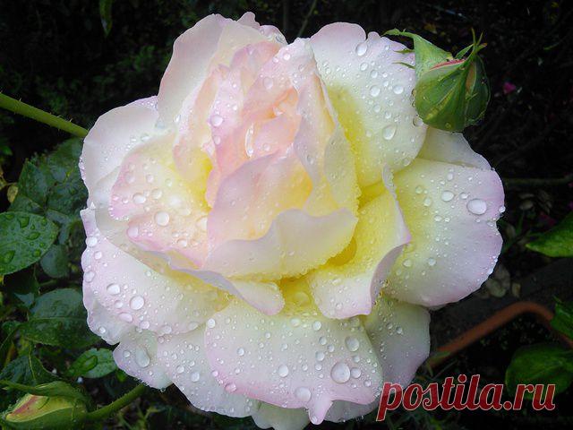 Королева сада или немного солнца во время зимы, кулинарный портал «Едим дома!»