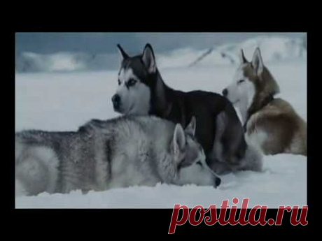 The more I learn about people the more I love dogs  "Eight Below", music- Enigma "Moment of peace"