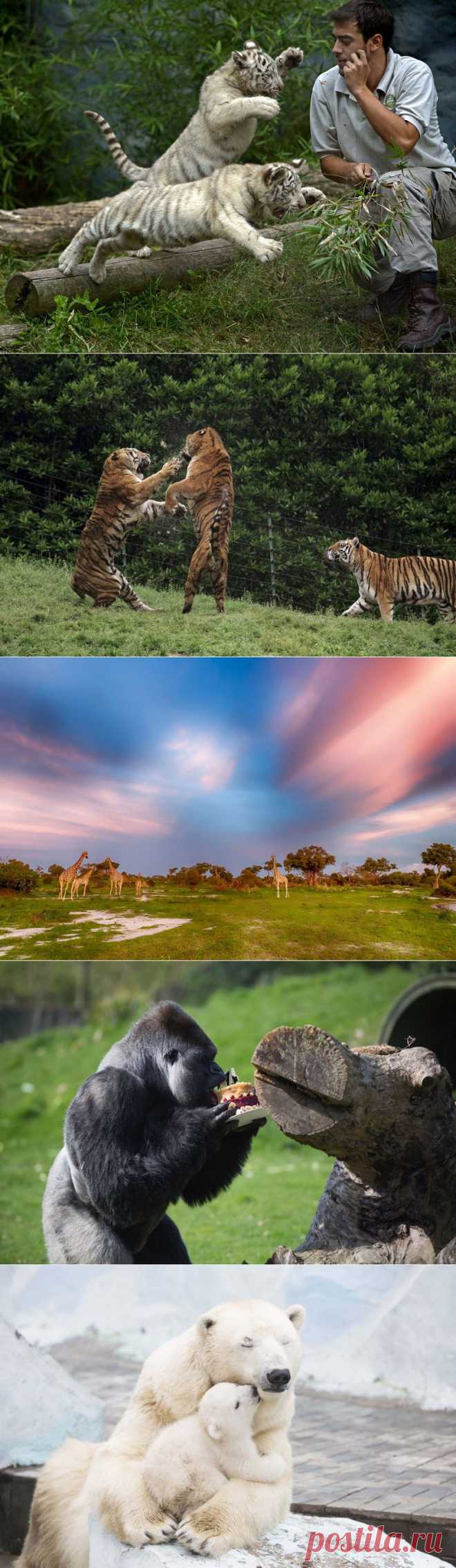 Лучшие фото животных этой недели • НОВОСТИ В ФОТОГРАФИЯХ