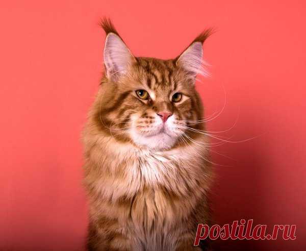 Самая большая кошка - Мейн-кун | Мир домашних животных | Яндекс Дзен