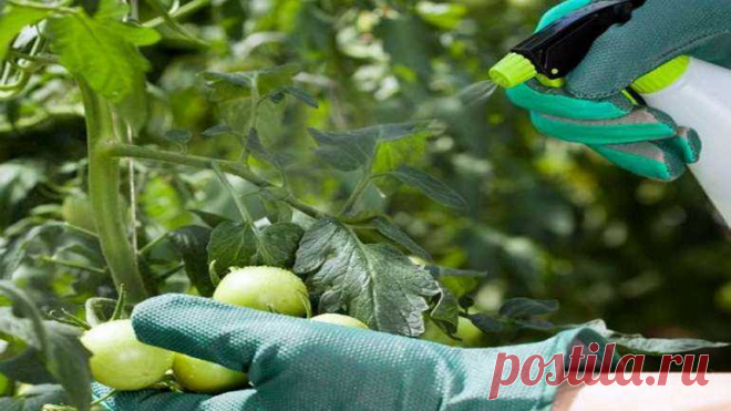 Подкормка растений борной кислотой: когда и как правильно Подкормка растений борной кислотой. Когда и как нужно проводить подкормку бором томатов и огурцов. Видео советы популярных ютуб каналов