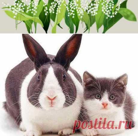 Одноклассники