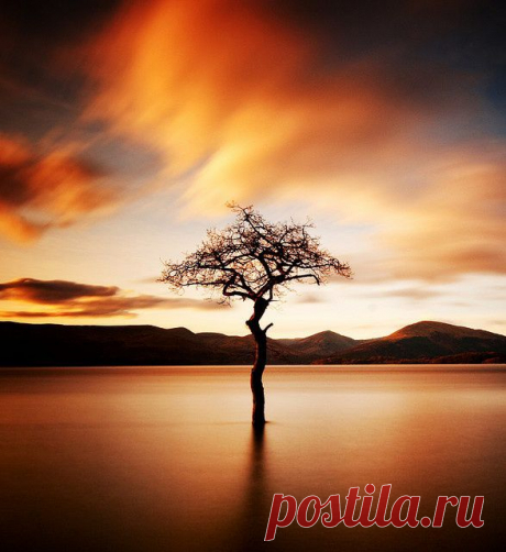 lone tree | Wonderful Tree-Forestscape