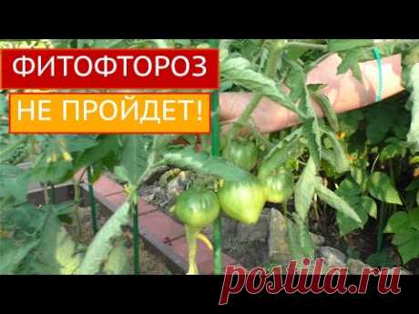 ПОСЛЕ ЭТОГО ВЫ ЗАБУДЕТЕ ПРО ФИТОФТОРУ!!!