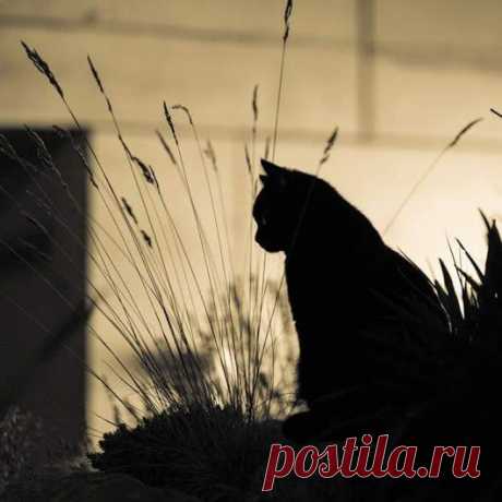 Блог Кота Моти.: Про фсякое С. Иванов - умница и гордость России! Каждый пост кота - шедеврален!!! Читайте Мотю и спасётесь! )))).......