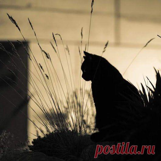 Блог Кота Моти.: Про фсякое С. Иванов - умница и гордость России! Каждый пост кота - шедеврален!!! Читайте Мотю и спасётесь! )))).......