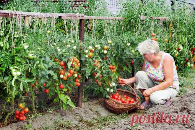 Нашатырный спирт в борьбе за урожай